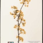 Callery Pear from October 11, 1979: 40 years ago