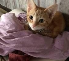 orange kitten