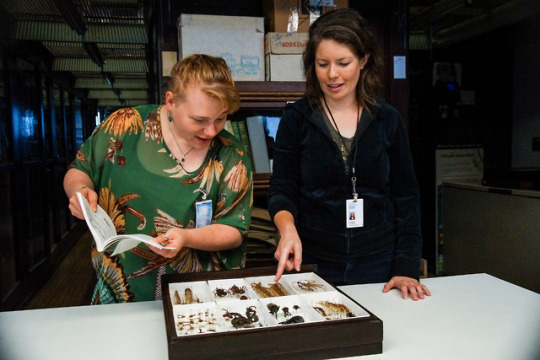 Curatorial Assistant Catherine Giles and Collection Assistant Vanessa Verdecia with a box of specimens