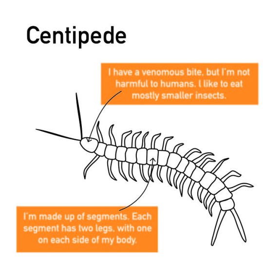 drawing of a centipede
