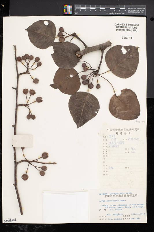 Callery pear herbarium specimen