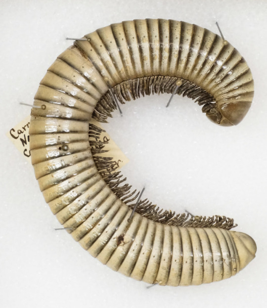 centipede specimen