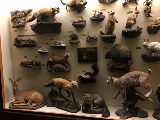 museum display of mammals found in Pennsylvania