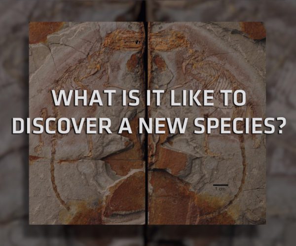 What is it like to Discover a New Species