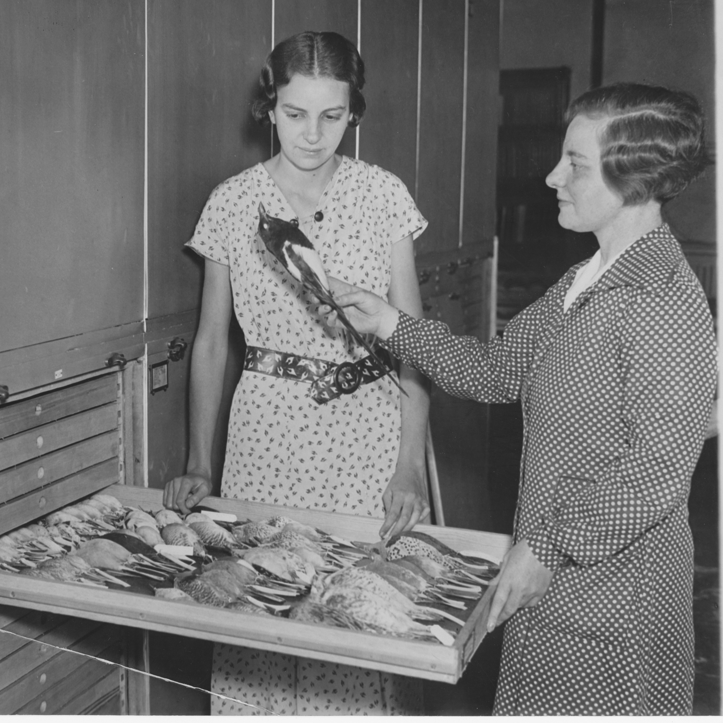 historic photo of people looking at a bird specimen