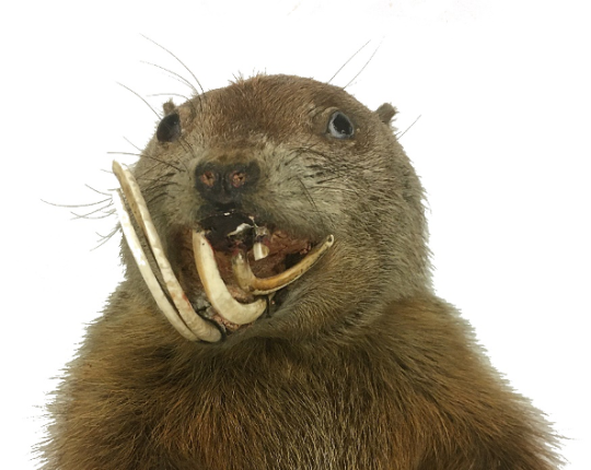 Groundhog Teeth