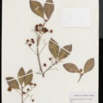 Collected on this Day in 2012: Wintercreeper