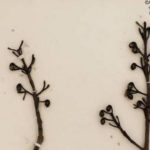 pressed plant