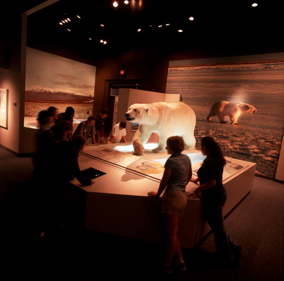 group of people looking at a polar bear taxidermy mount