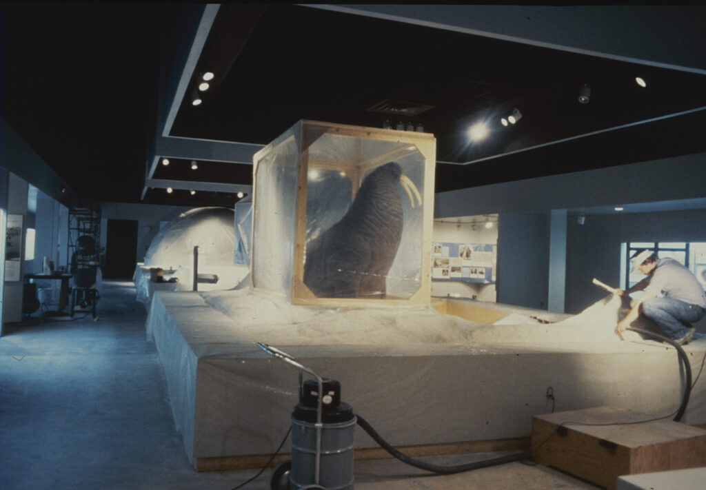 walrus diorama under construction