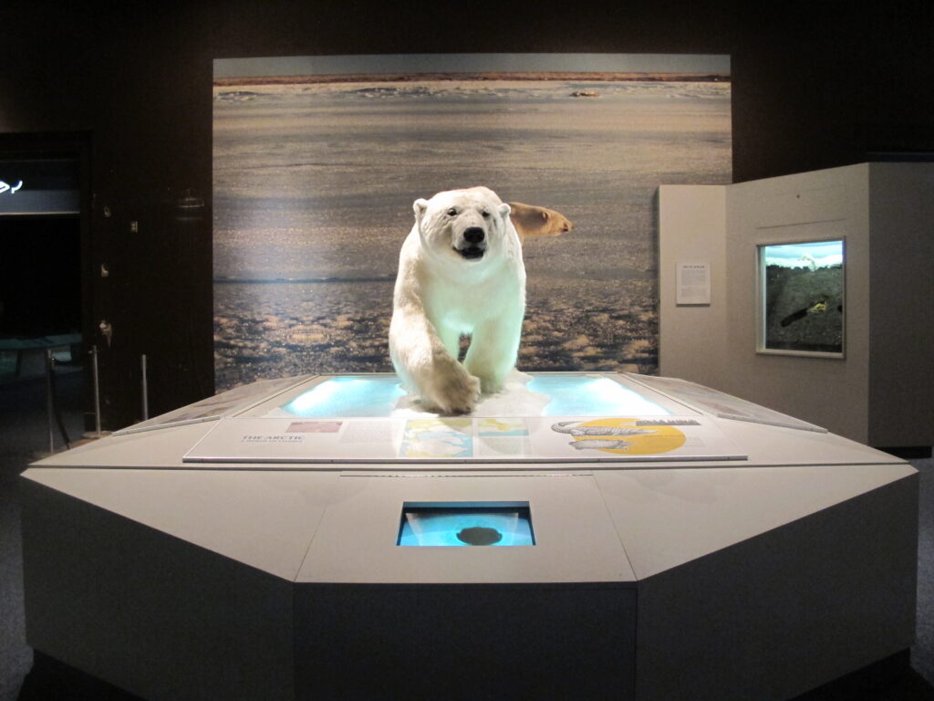 polar bear taxidermy mount