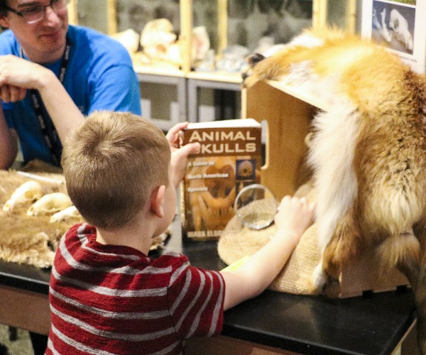 kid looking at animal skull book