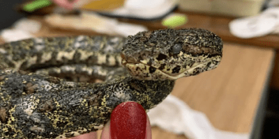 dried snake