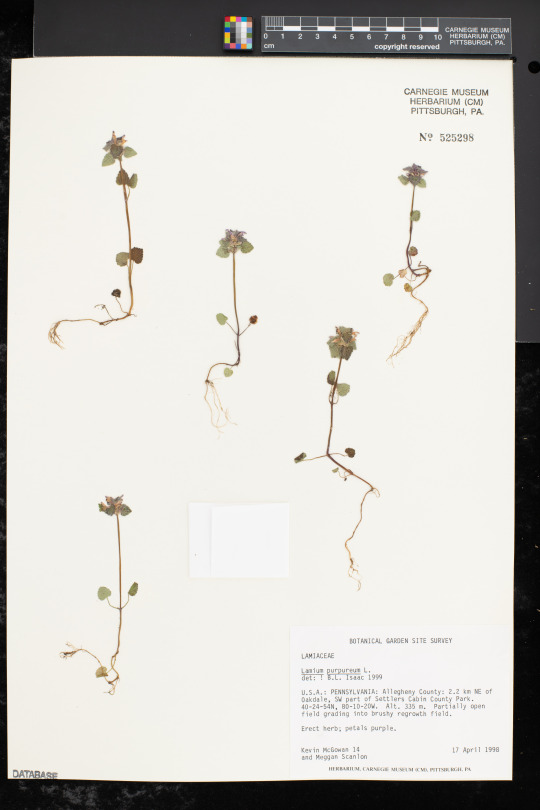 mint specimens on herbarium sheet