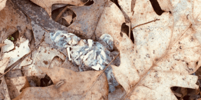 rabbit bones