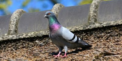 pigeon