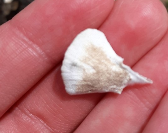 piece of white mushroom in hand