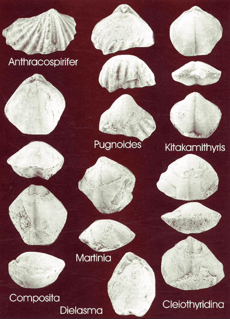 Invertebrate Paleontology