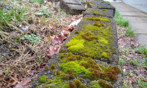 Nature in Sidewalk Cracks