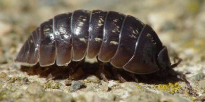 pill bug