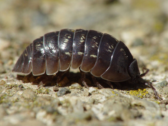 The Great Roly-Poly