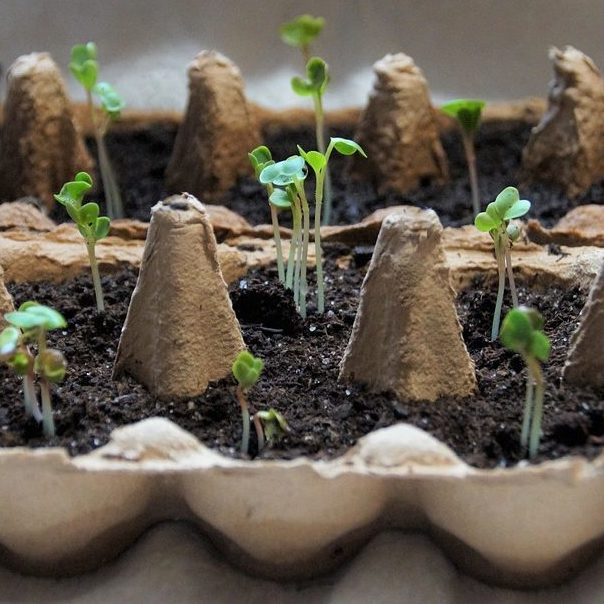seedlings in an egg carton