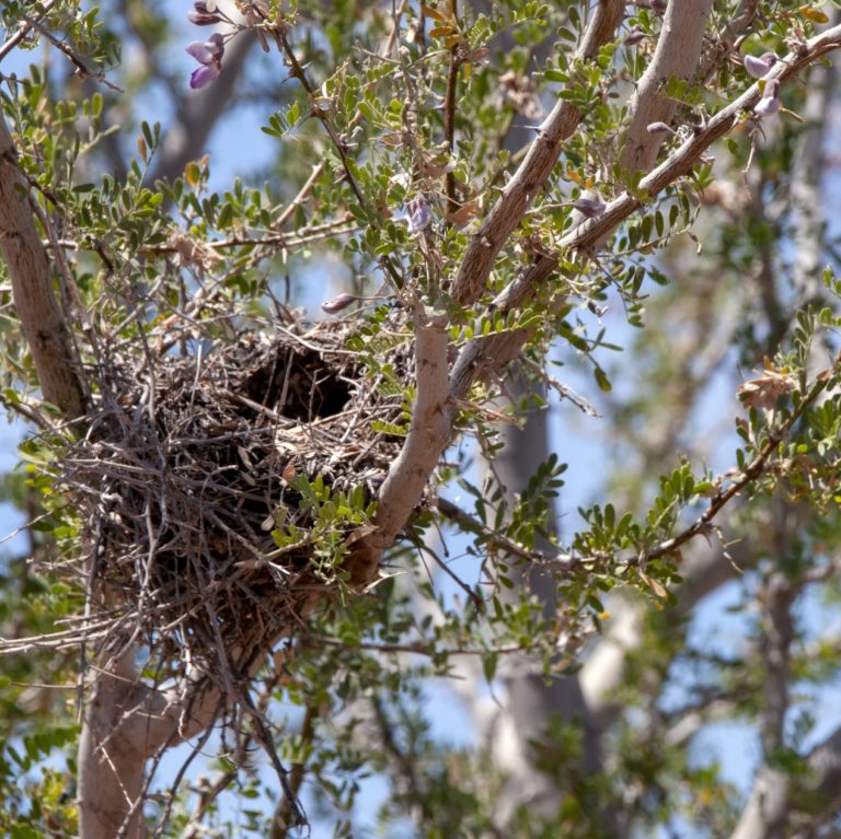 bird nest in tree