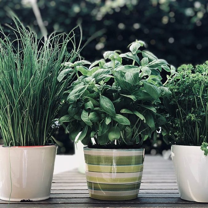 potted herb plants