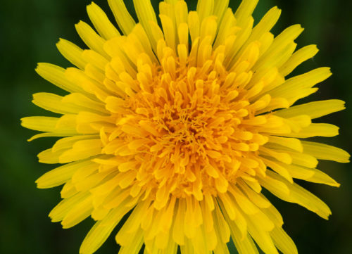 Super Science Activity: Spring-o Bingo - Carnegie Museum of Natural History