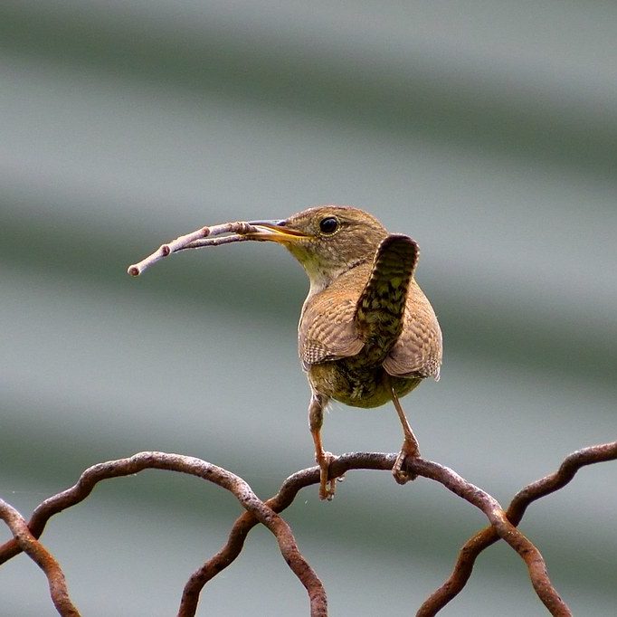 bird with twig