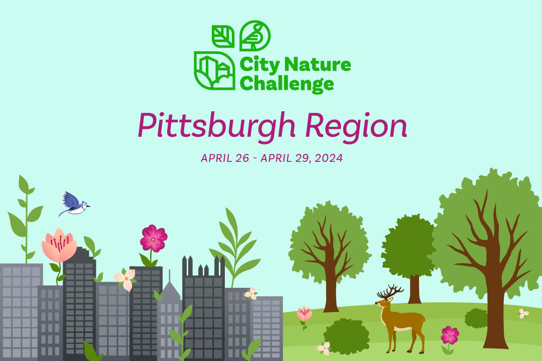 City Nature Challenge 2024