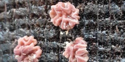 fungi
