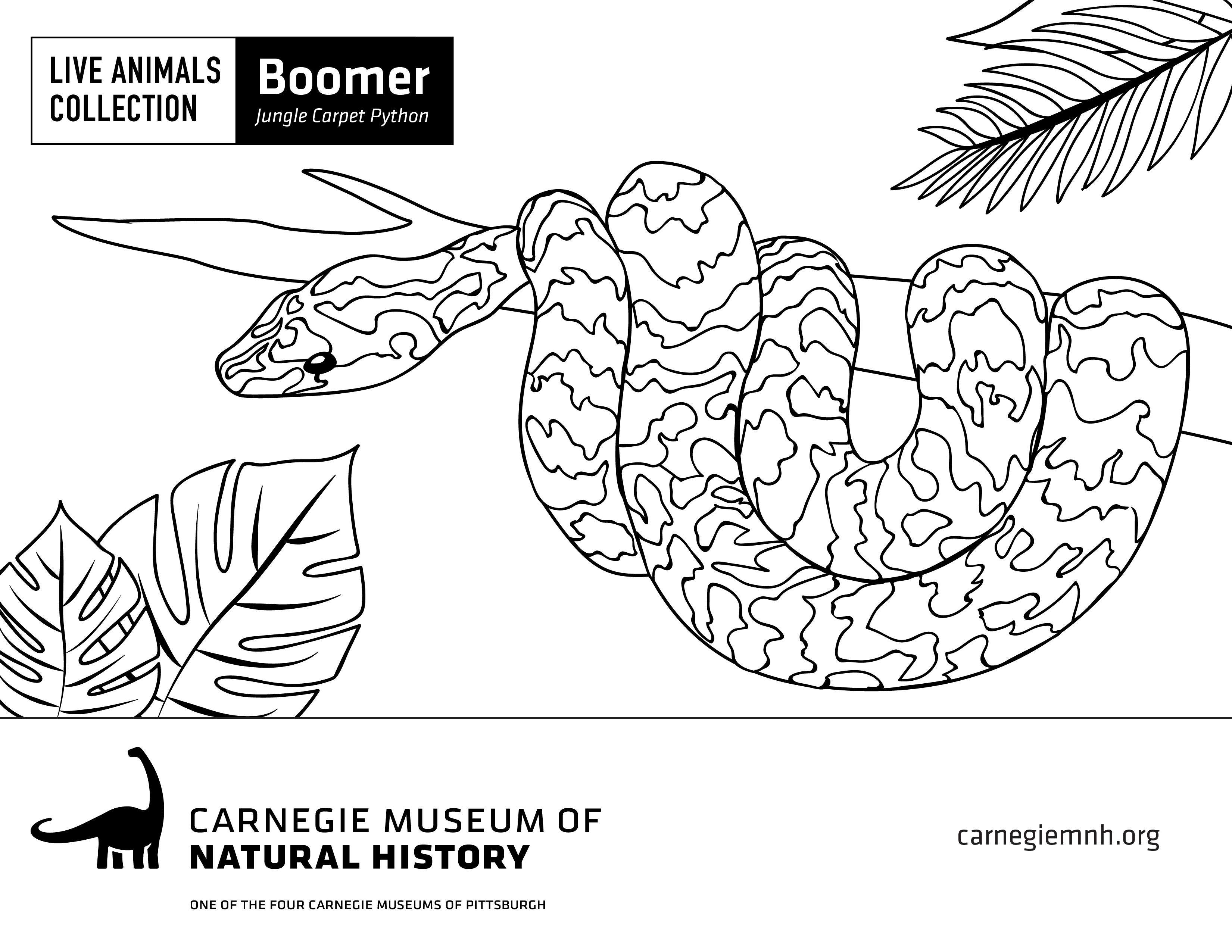 Boomer Coloring Page
