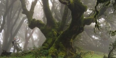 live oak
