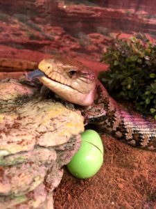 Miley the Blue-Tongued Skink