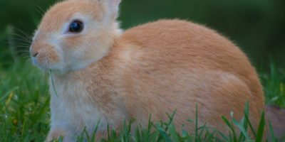 rabbit sitting in grass