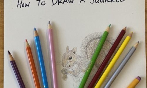 How-to Draw a Squirrel