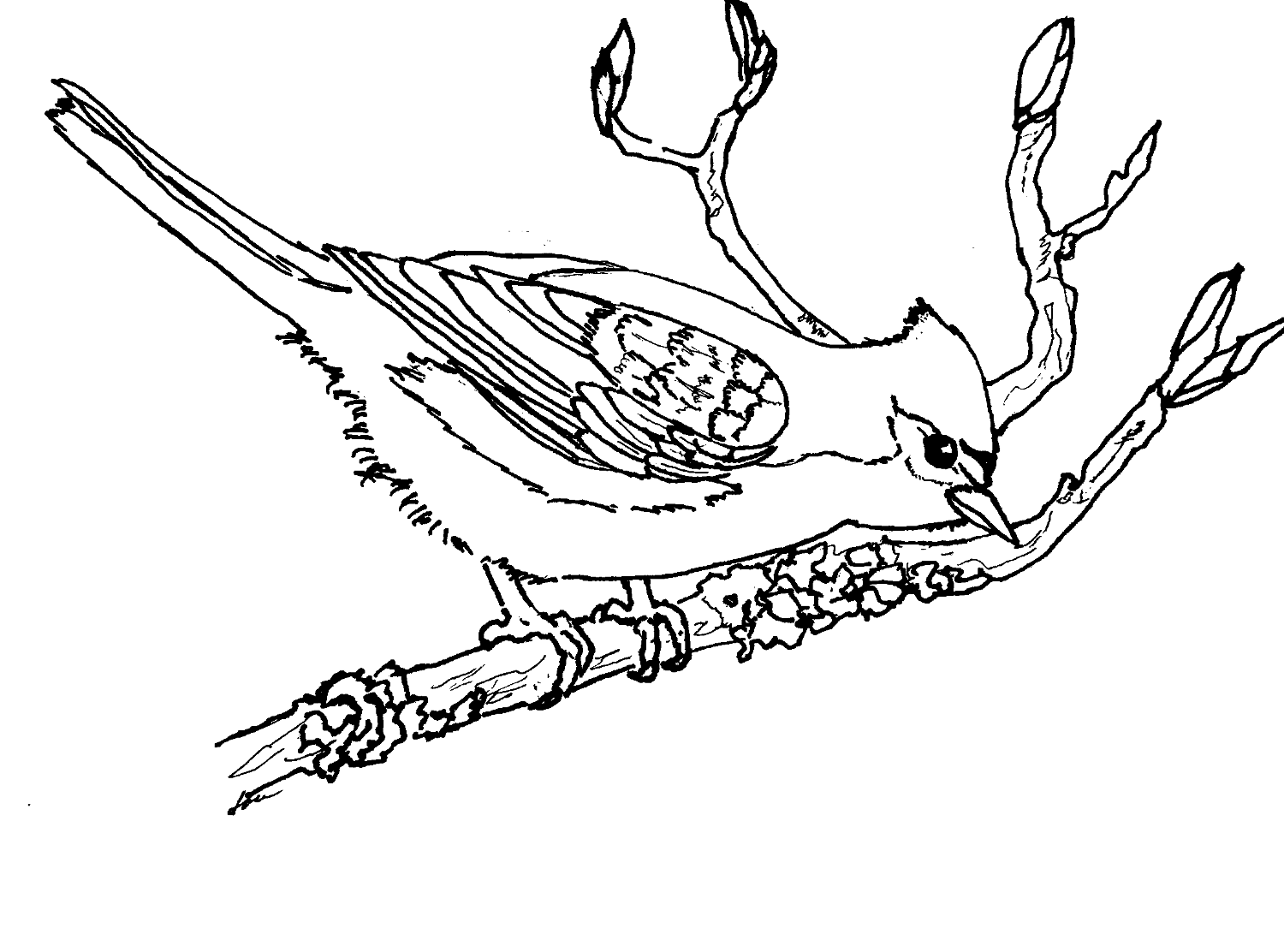 tufted titmouse coloring page