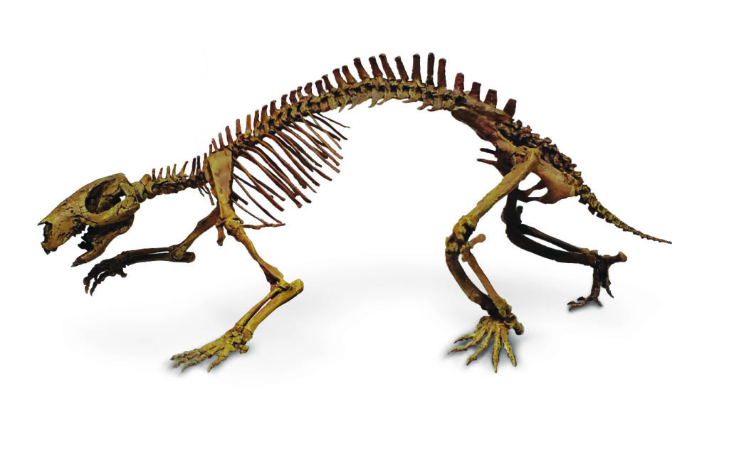 Mounted cast skeleton of Adalatherium hui from the Late Cretaceous of Madagascar (left lateral view). Courtesy of Triebold Paleontology.
