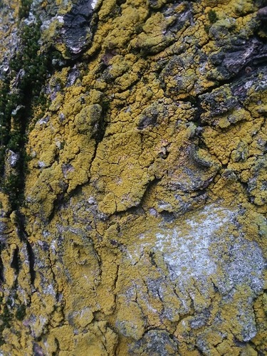 photo of candle flame lichen