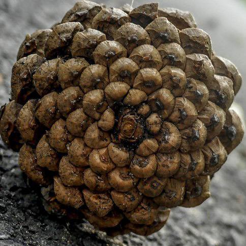 photo of bottom of pine cone