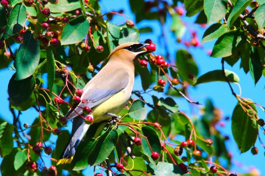 photo of cedar waxwing on a serviceberry branch with a berry in its mouth