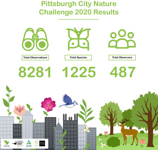 graphic of Pittsburgh City Nature Challenge 2020 Results: 8281 total observation, 1225 total species, and 487 total observers