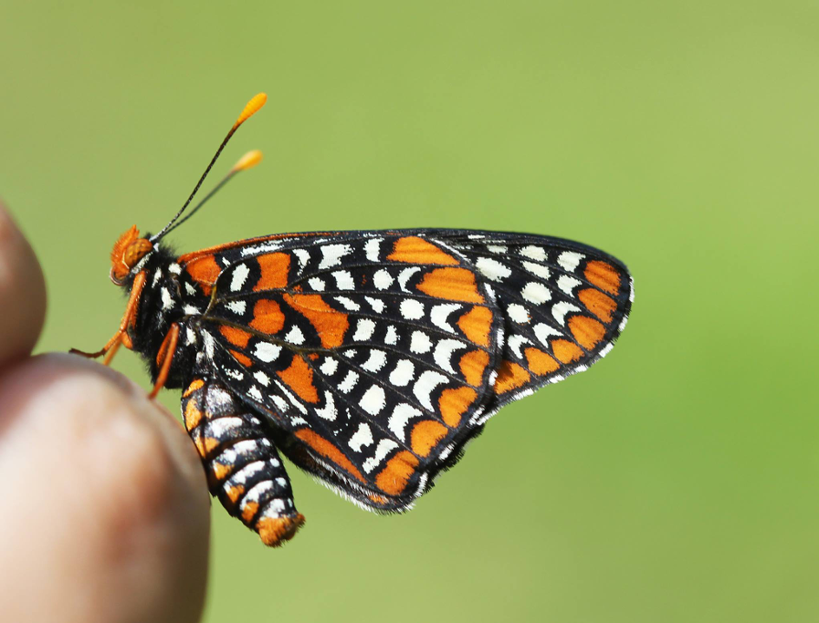 Baltimore Checkerspot Adult, underside of wings