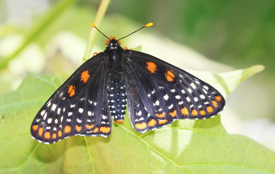 Baltimore Checkerspot Adult, top of wings