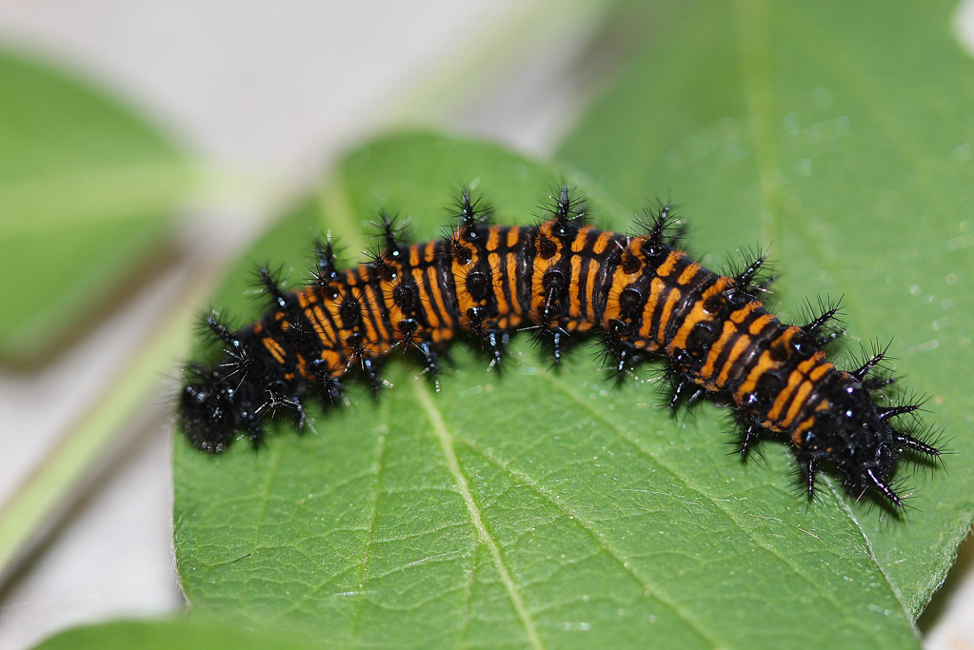 Baltimore Checkerspot Caterpillar