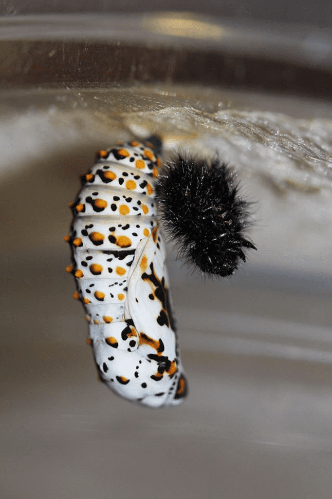 Baltimore Checkerspot Chrysalis, with caterpillar skin