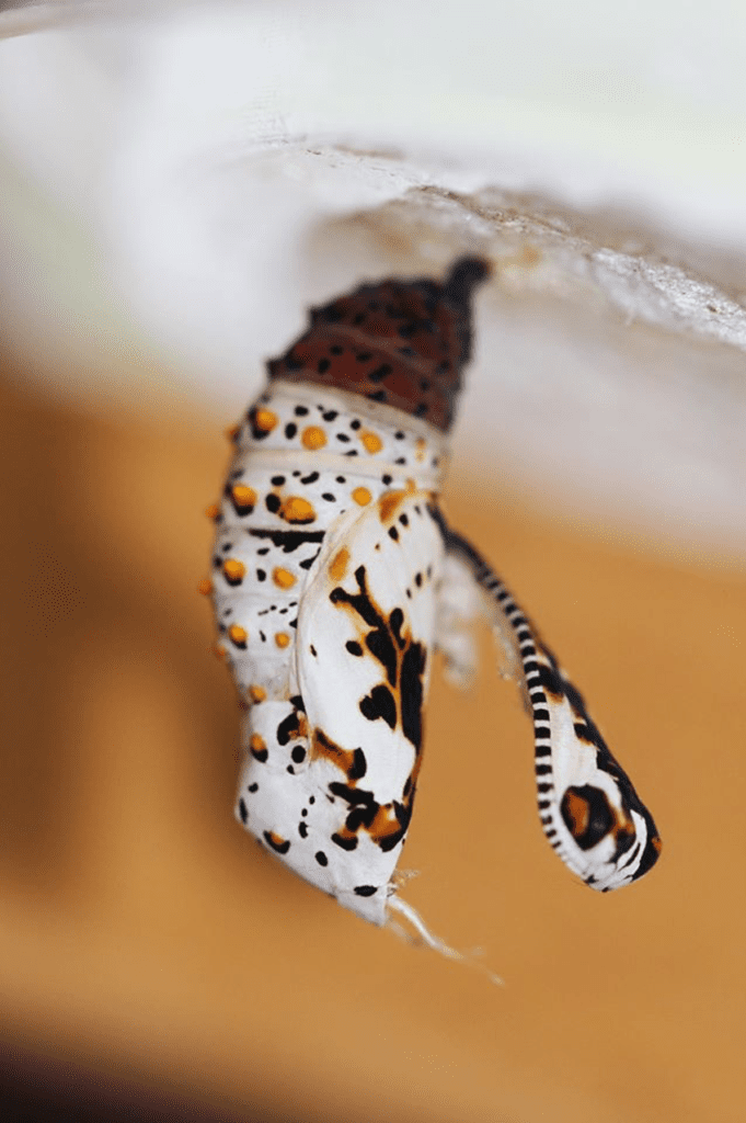 Baltimore Checkerspot chrysalis, with adult emerging