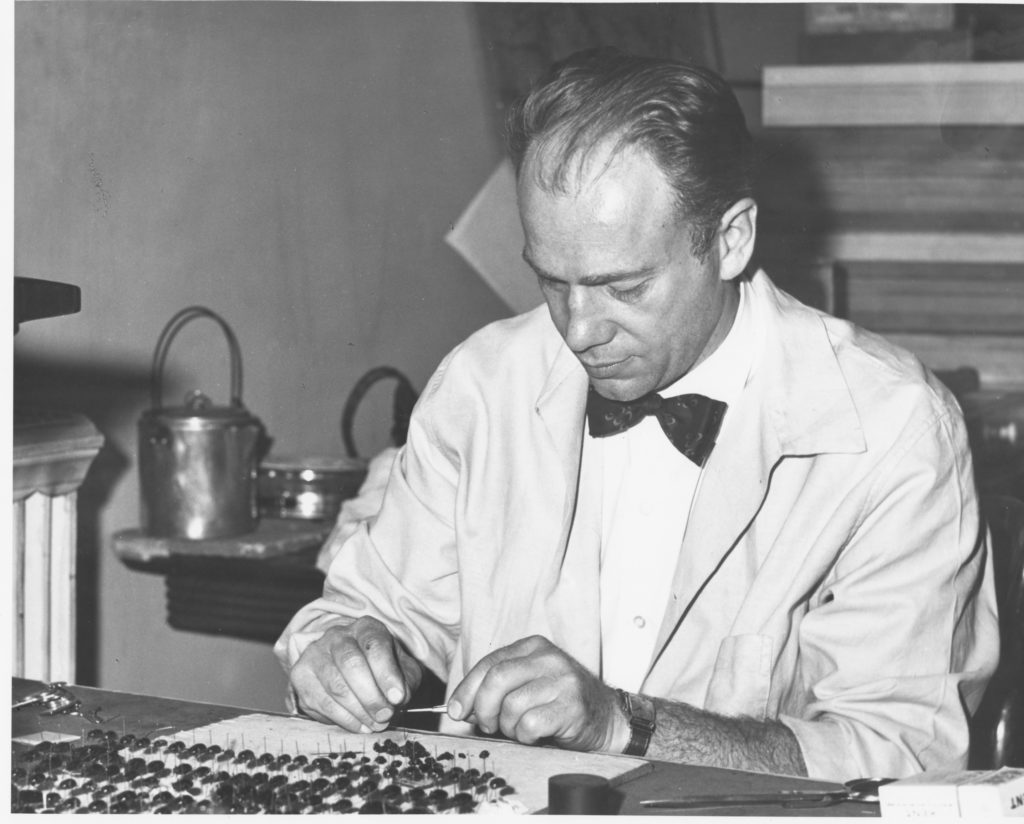 Paul Bauer preparing bug specimens