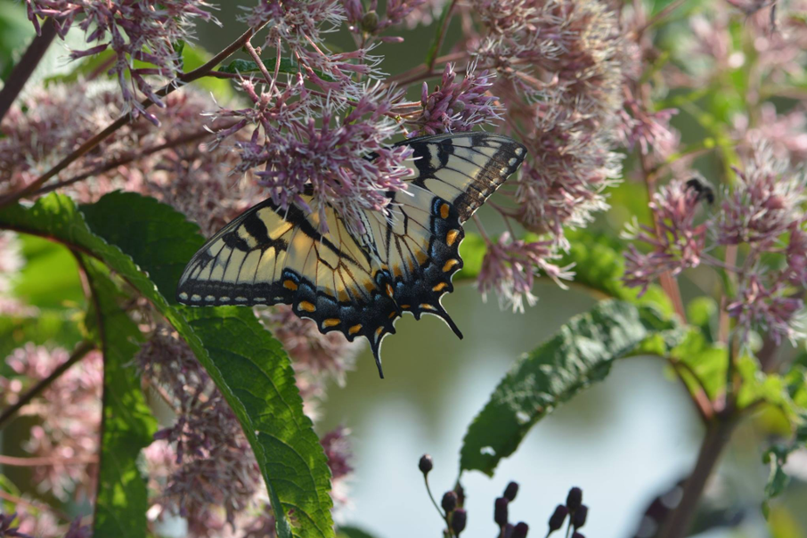 Eastern Tiger Swallowtail pollinating tree flowers